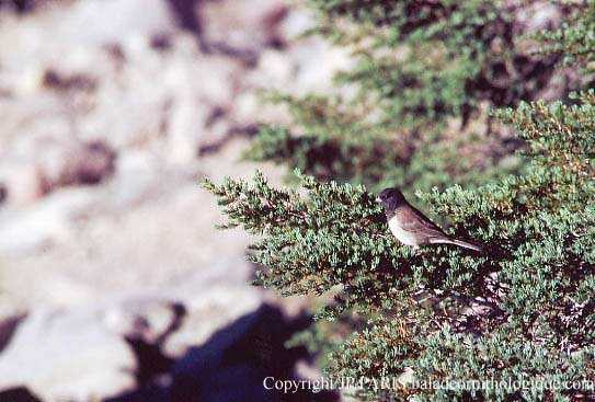 Junco hyemalis