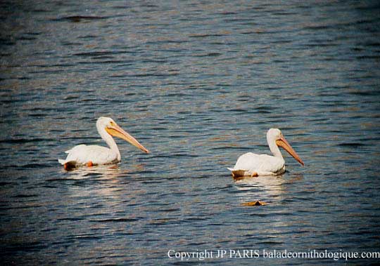 Pelecanus erythrorhynchos