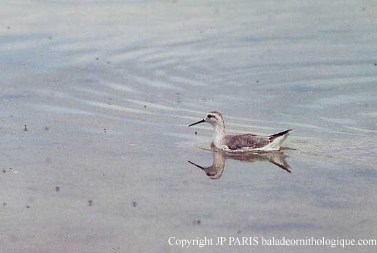 Phalaropus tricolor