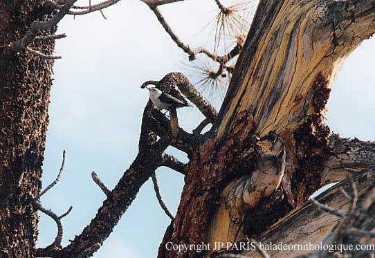 Sitta carolinensis
