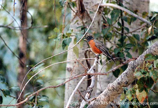 Turdus migratorius