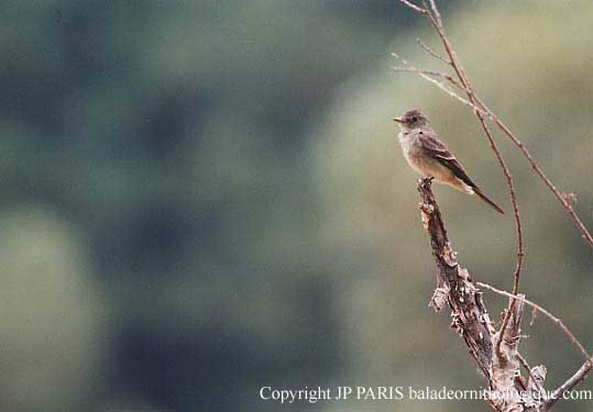 Contopus sordidulus