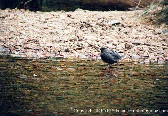 Cinclus mexicanus