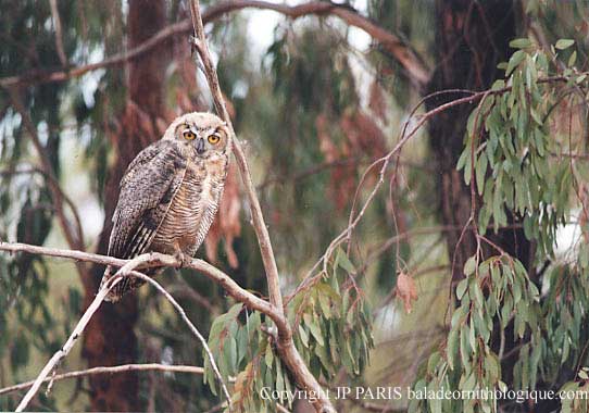 Bubo virginianus