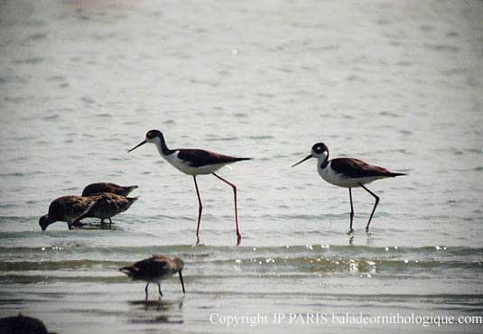 Himantopus mexicanus