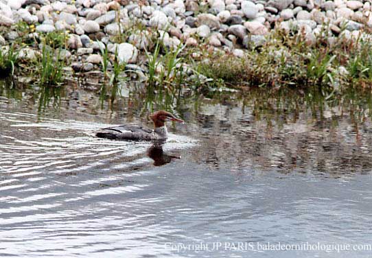 Mergus merganser