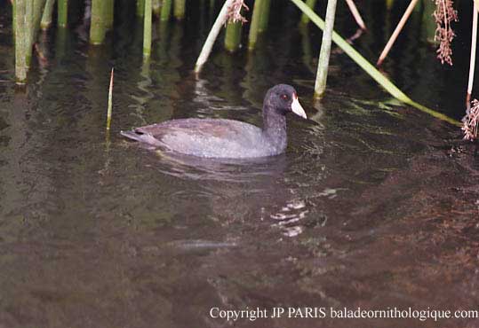 Fulica americana