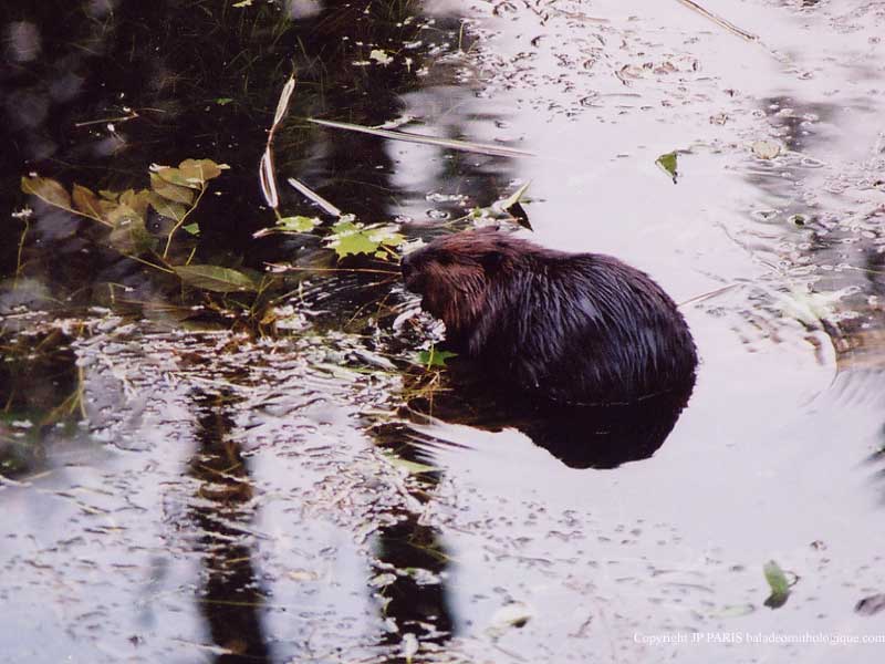 Castor