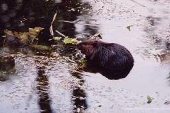 Castor