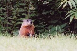 Marmotte commune d'Amérique