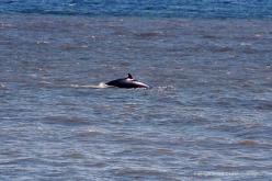 Petit Rorqual