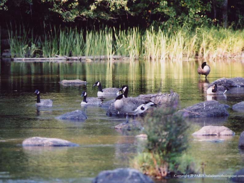 Branta canadensis