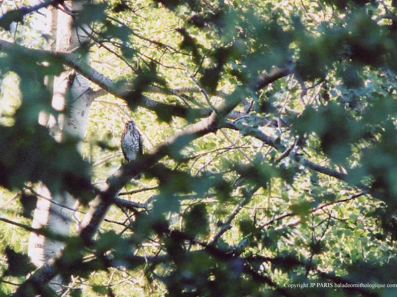 Buteo jamaicensis