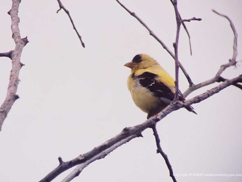 Chardonneret jaune