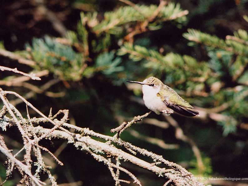 Archilochus colubris
