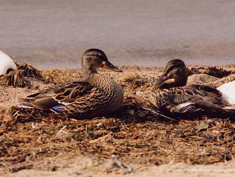 Canard colvert