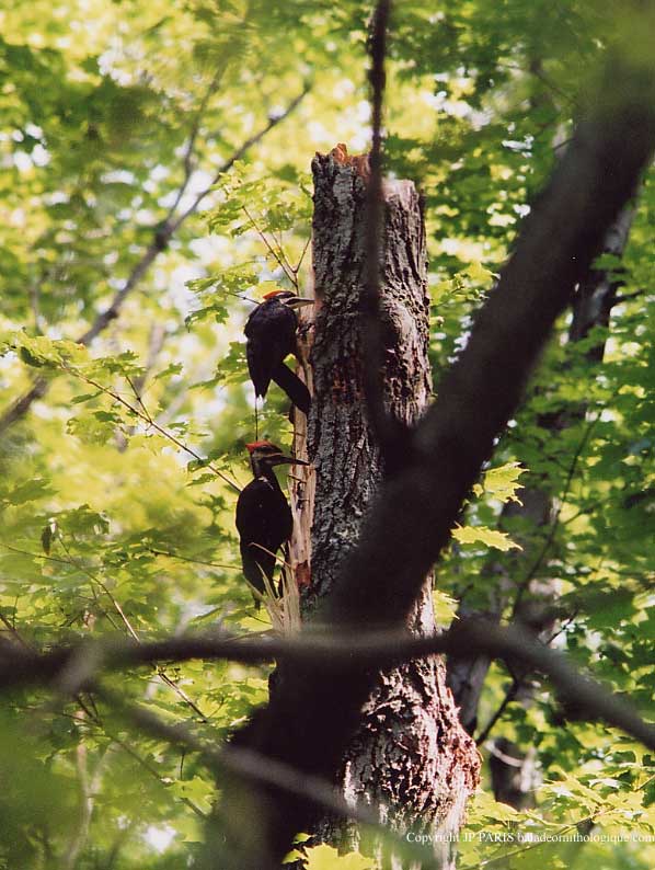 Dryocopus pileatus
