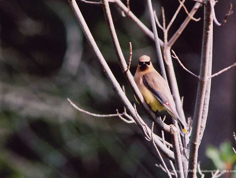 Bombycilla cedrorum