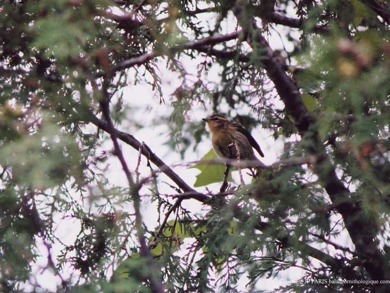 Setophaga fusca