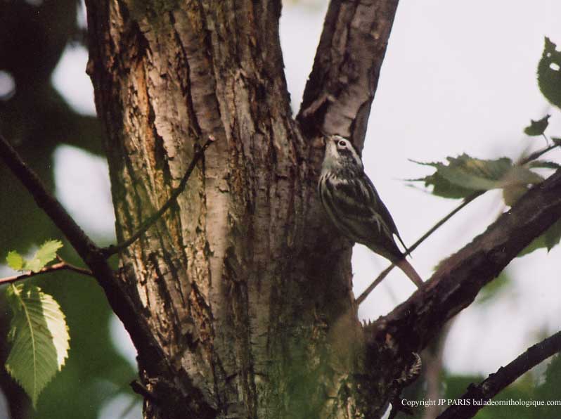 Mniotilta varia