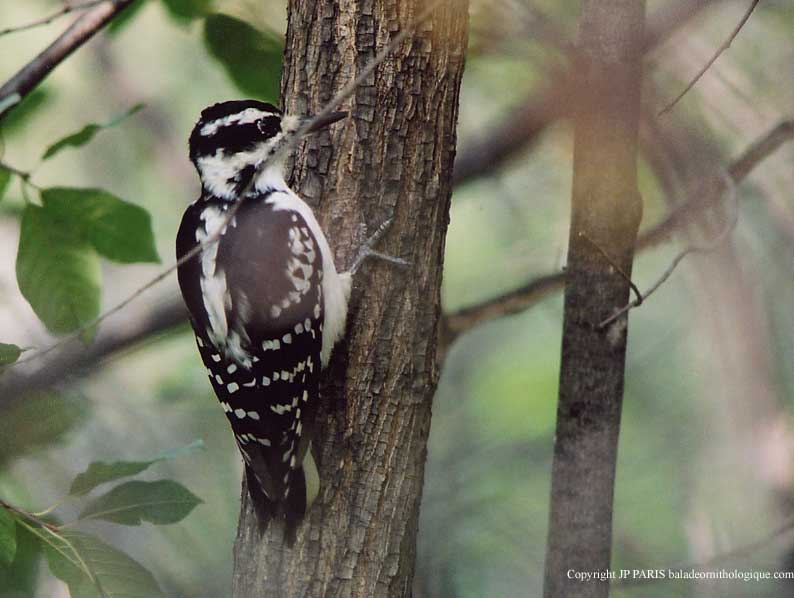 Picoides villosus
