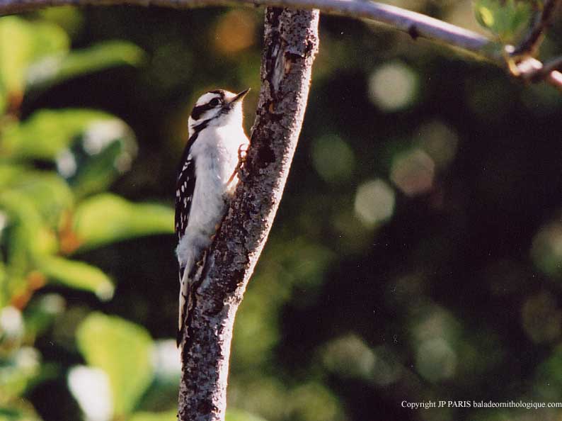 Picoides pubescens