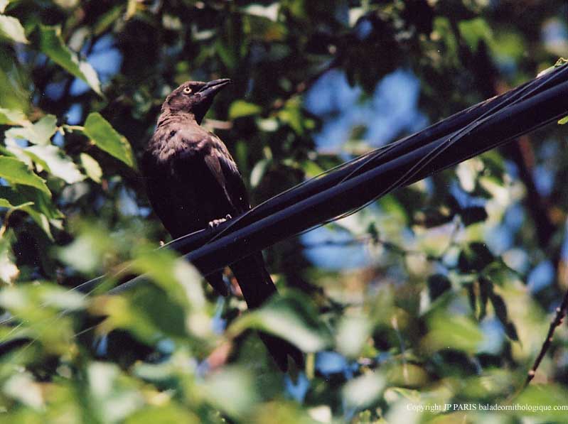 Quiscalus quiscula