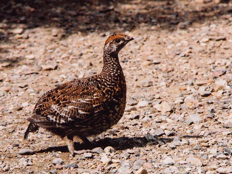 Falcipennis canadensis