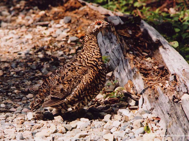 Falcipennis canadensis