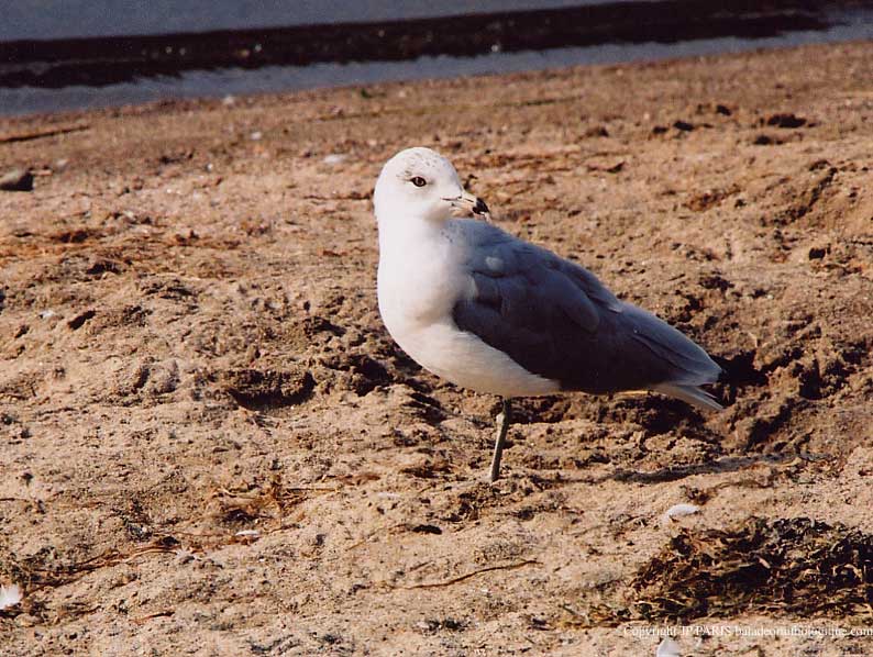 Larus delawarensis