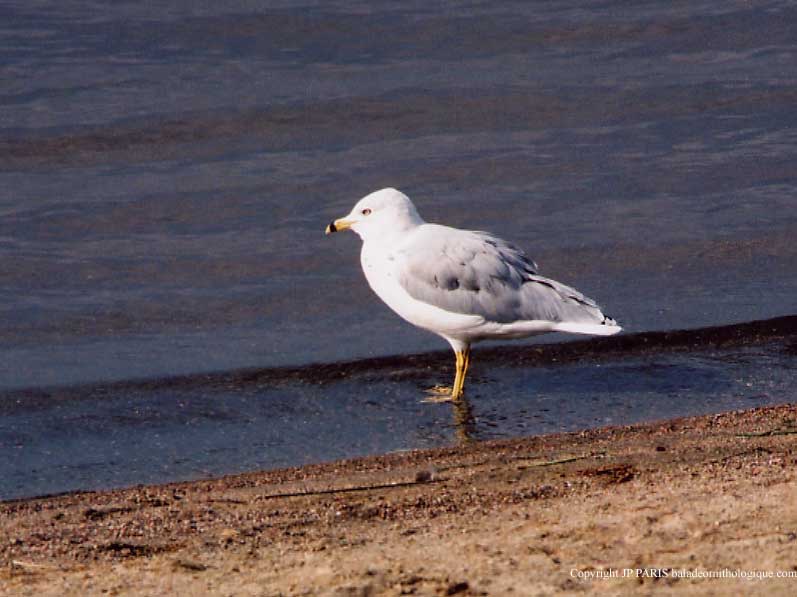 Larus delawarensis