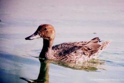 Canard pilet