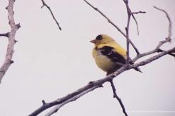 Chardonneret jaune