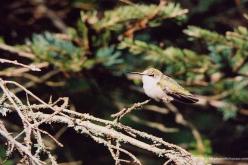 Colibri à gorge rubis