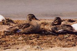 Canard colvert