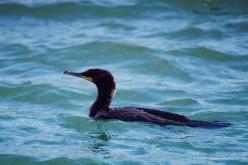 Cormoran à aigrettes