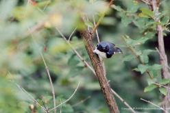Paruline bleue
