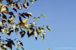 Paruline jaune