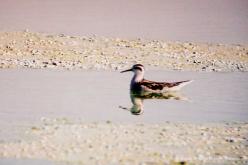 Phalarope à bec étroit