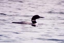 Plongeon huard