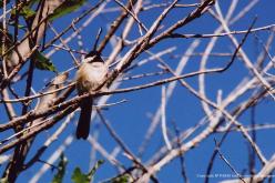 Mésange à tête noire