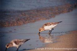 Bécasseau sanderling