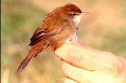 Bouscarle de Cetti