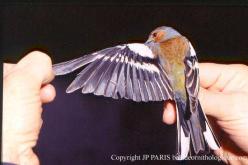 Pinson des arbres