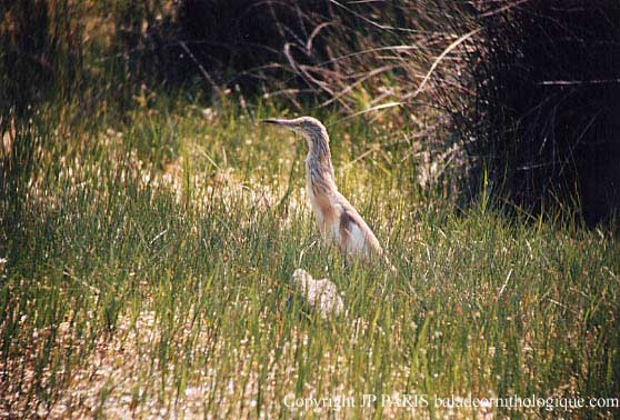 Ardeola ralloides