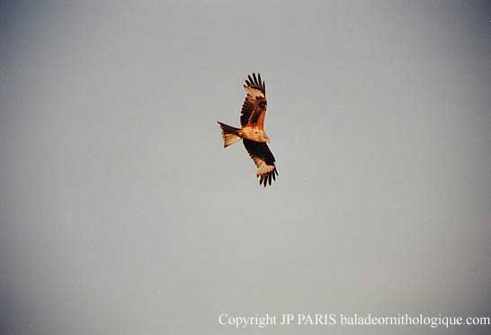 Milvus milvus