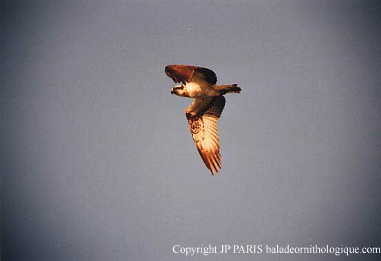 Pandion haliaetus