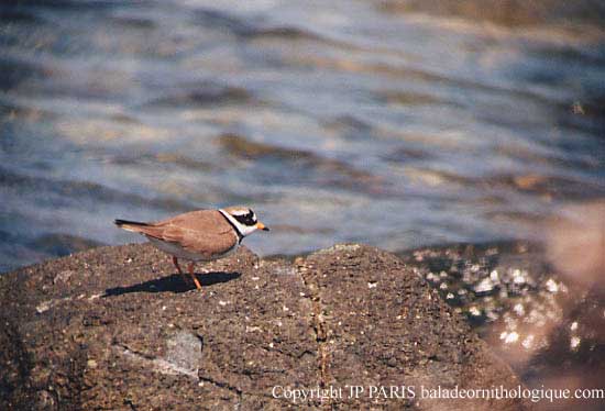 Charadrius hiaticula