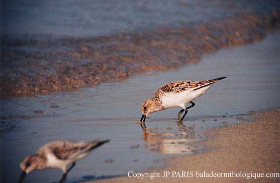 Calidris alba