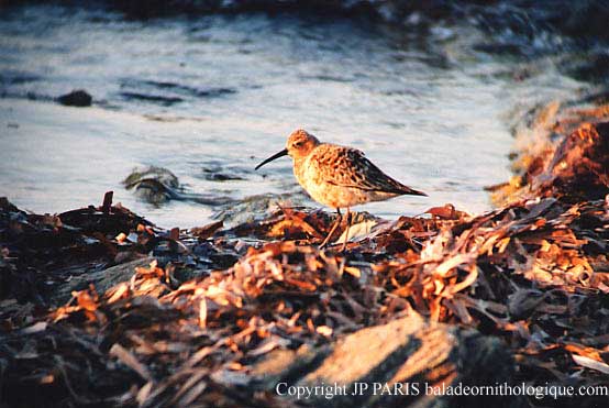 Curlew Sandpiper